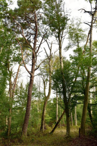 wald basel – trockenschäden – trockenschäden im wald – trockenheit – www.wald-basel.ch – afw – amt für wald beider basel – ueli meier – basel-landschaft – baselland – baselbiet – basel-stadt – buche – buchen – rotbuche – eschen – fichten – rottannen – weisstannen – wald – baum – bäume – laubbaum – nadelbaum – borkenkäfer – buchdrucker – hardwald – waldeigentümer – forstbetriebe – bürgergemeinde der stadt basel – www.bgbasel.ch – forstbetrieb der bürgergemeinde der stadt basel – christian kleiber – art – kunst – art paintings – art photography – art + photography – fotografie – fotografie + kommunikation – by sabina roth – sabina roth – roth – www.instagram.com/sabinaroth_photography – art + photography – kunst + fotografie – basel – baselland – zürich – schweiz – switzerland – peter gartmann – peter walther gartmann – walther gartmann – gartmann – www.instagram.com/petergartmann_art – susanne minder art picture collection – susanne minder photo collection – collection susanne minder – bildarchiv susanne minder – susanne minder – minder
